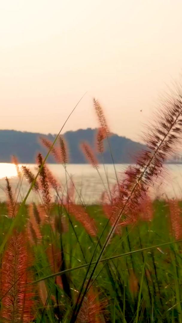 黄昏时分逆光下的狗尾草和远山湖泊素材视频的预览图