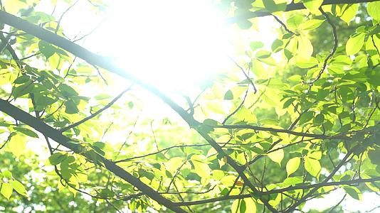 4k阳光穿梭在树林间视频的预览图