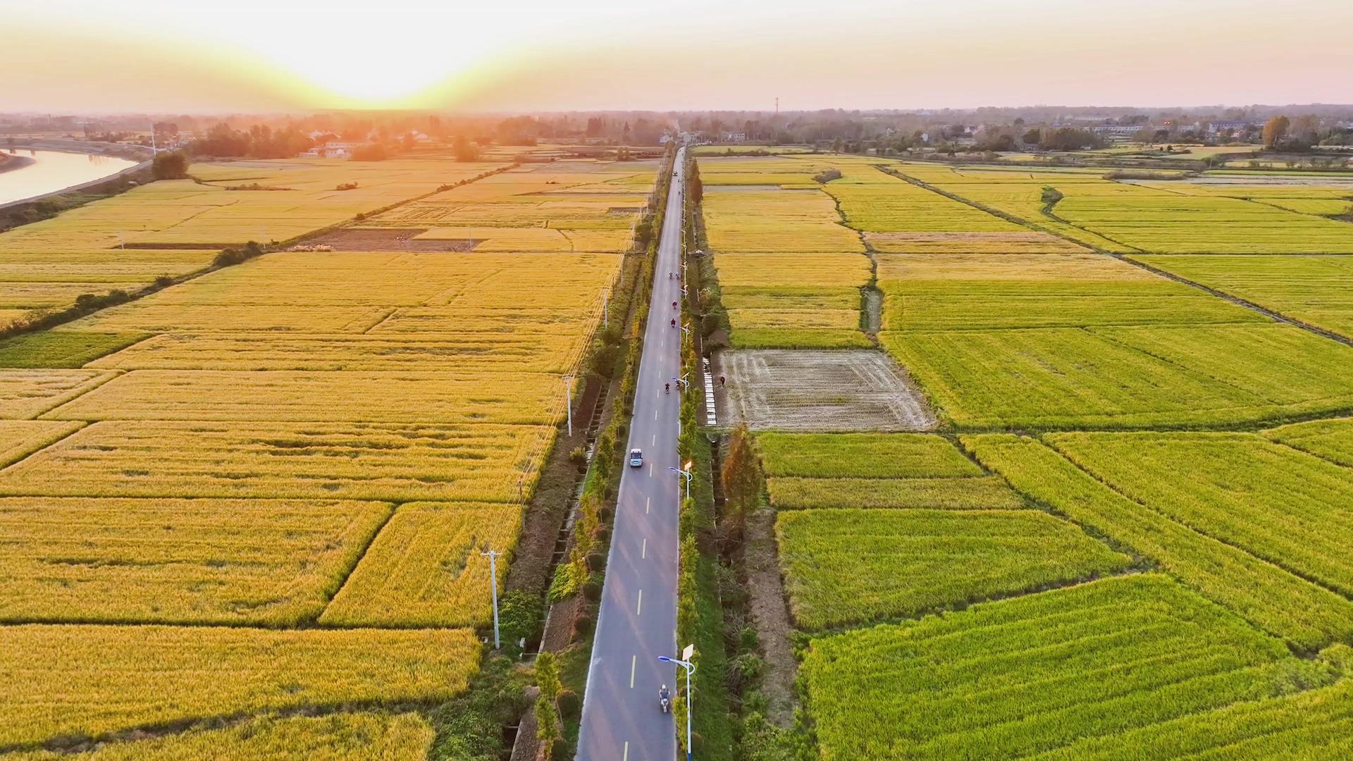 4K航拍美丽乡村农田乡村农田公路农业丰收视频的预览图