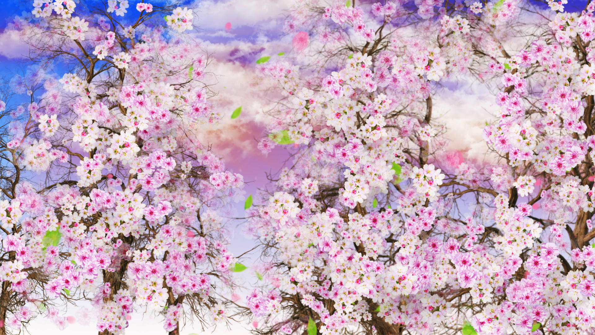 4K樱花盛开背景素材视频的预览图