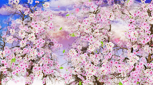 4K樱花盛开背景素材视频的预览图