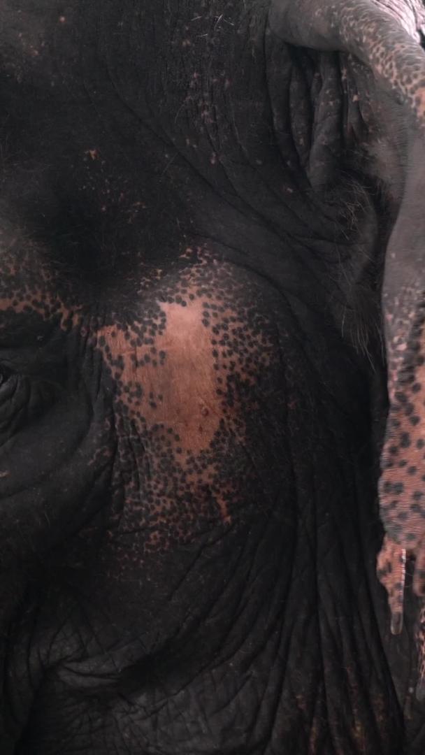 泰国大象亚洲象的饮食收集集视频的预览图
