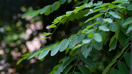 下雨树叶高清雨滴实拍空镜合集视频的预览图