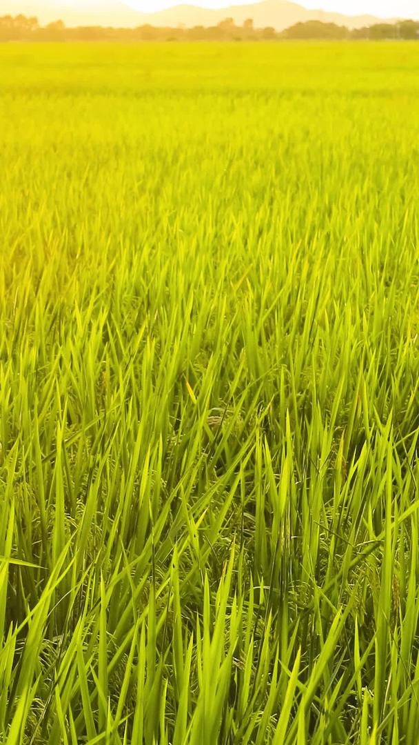 水稻丰收视频的预览图