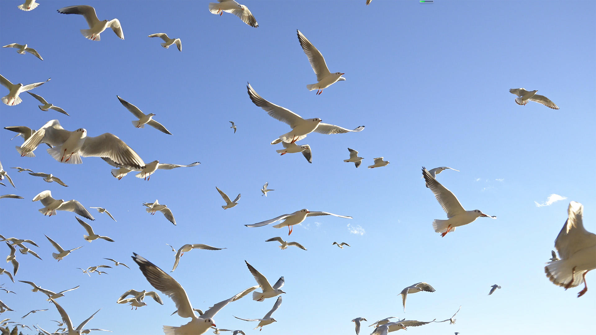 昆明海洪湿地公园4K升格海鸥视频的预览图