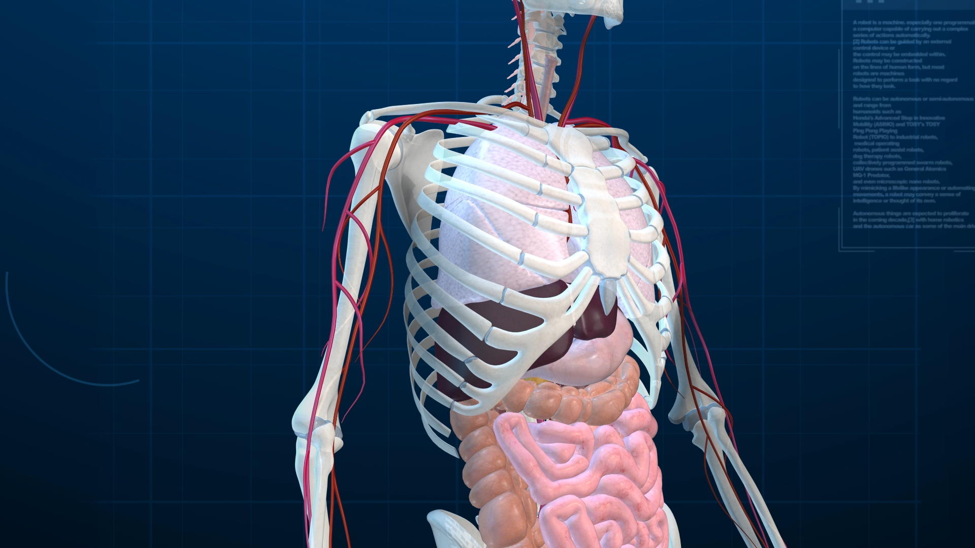 人体骨骼三维展示视频视频的预览图