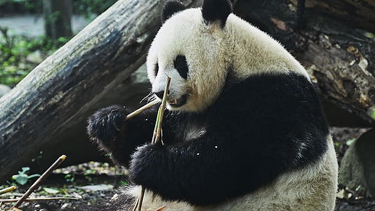 1080升格大熊猫吃竹笋视频的预览图