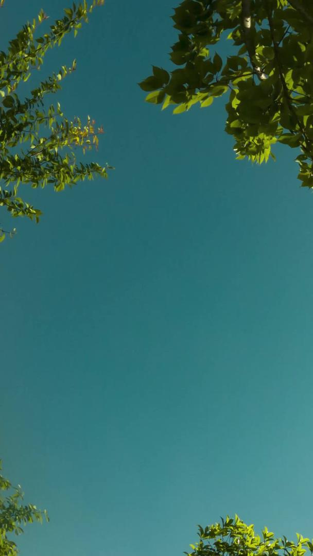 夏季大气树叶天空剪影光影延时视频的预览图
