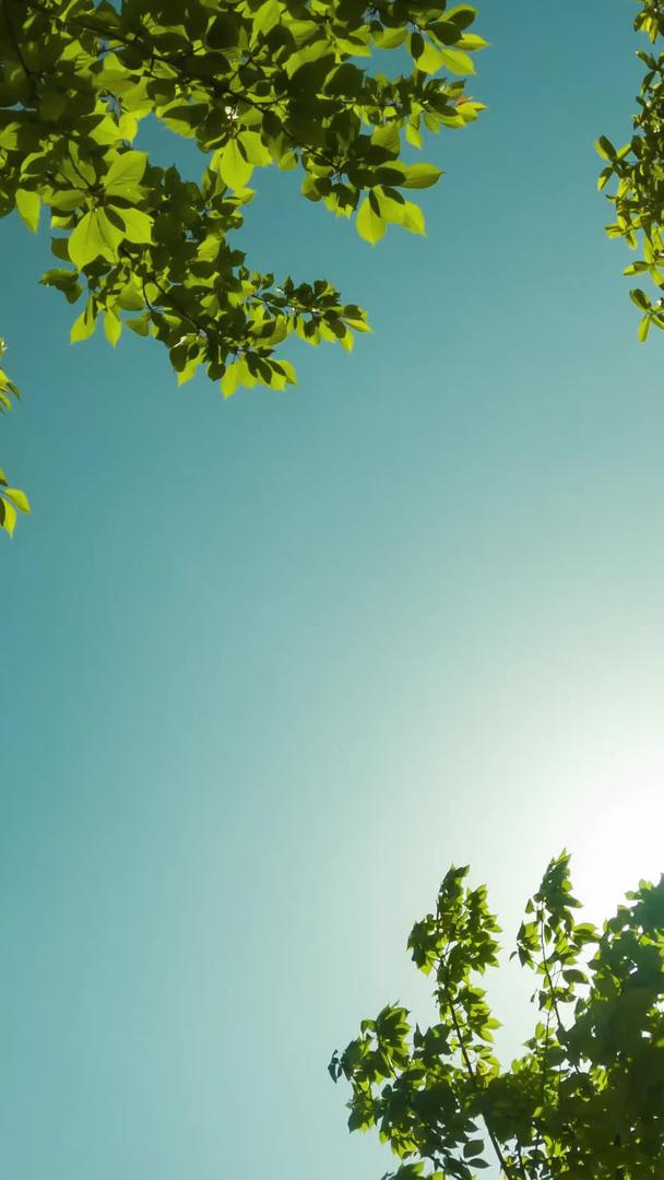 夏季大气树叶天空剪影光影延时视频的预览图