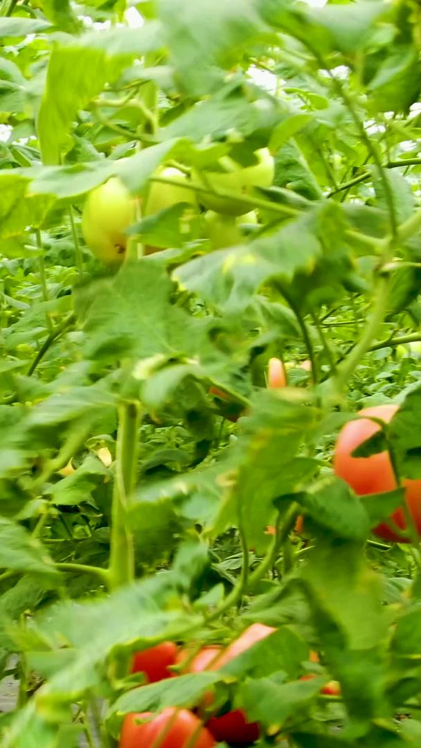 实拍大棚采摘有机蔬菜番茄视频的预览图