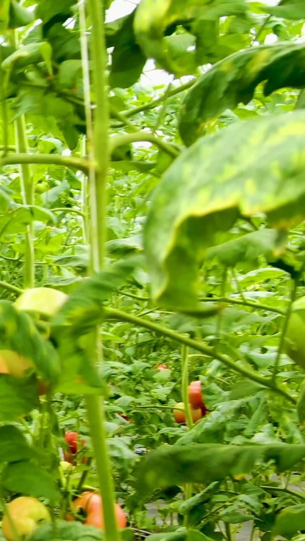 实拍大棚采摘有机蔬菜番茄视频的预览图