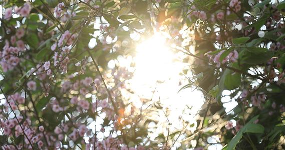春天阳光明媚樱花盛开素材视频的预览图