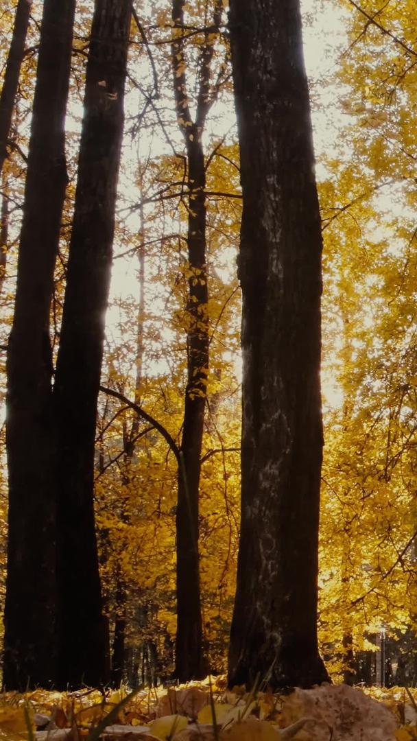 秋季森林公园夕阳逆光视频的预览图