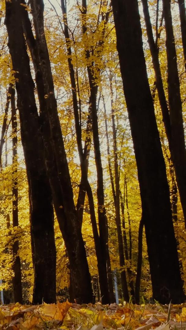 秋季森林公园夕阳逆光视频的预览图