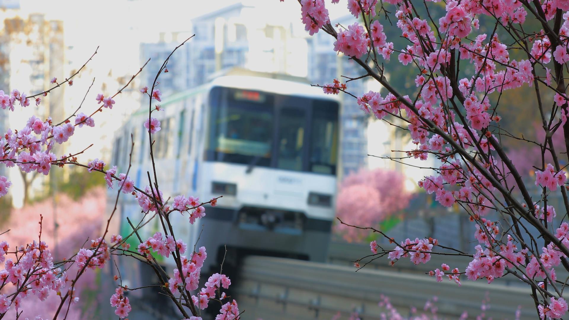 春天城市赏樱花网红地视频的预览图
