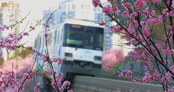 春天城市赏樱花网红地视频的预览图
