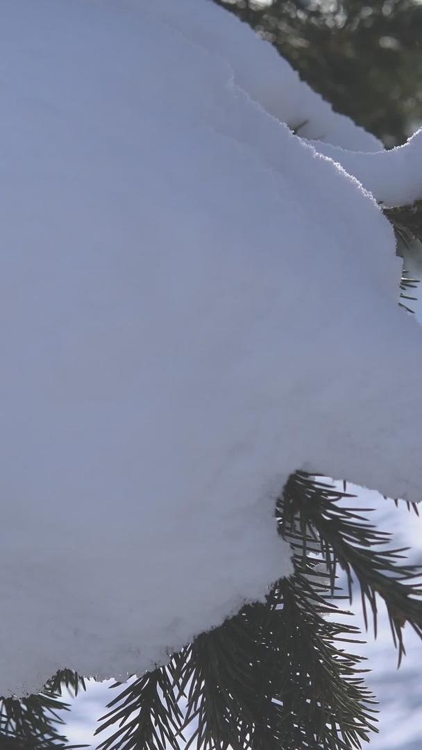 被白雪覆盖的绿色植物视频的预览图
