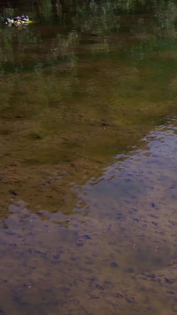 在深圳自然生态湖上拍摄白鹭视频的预览图