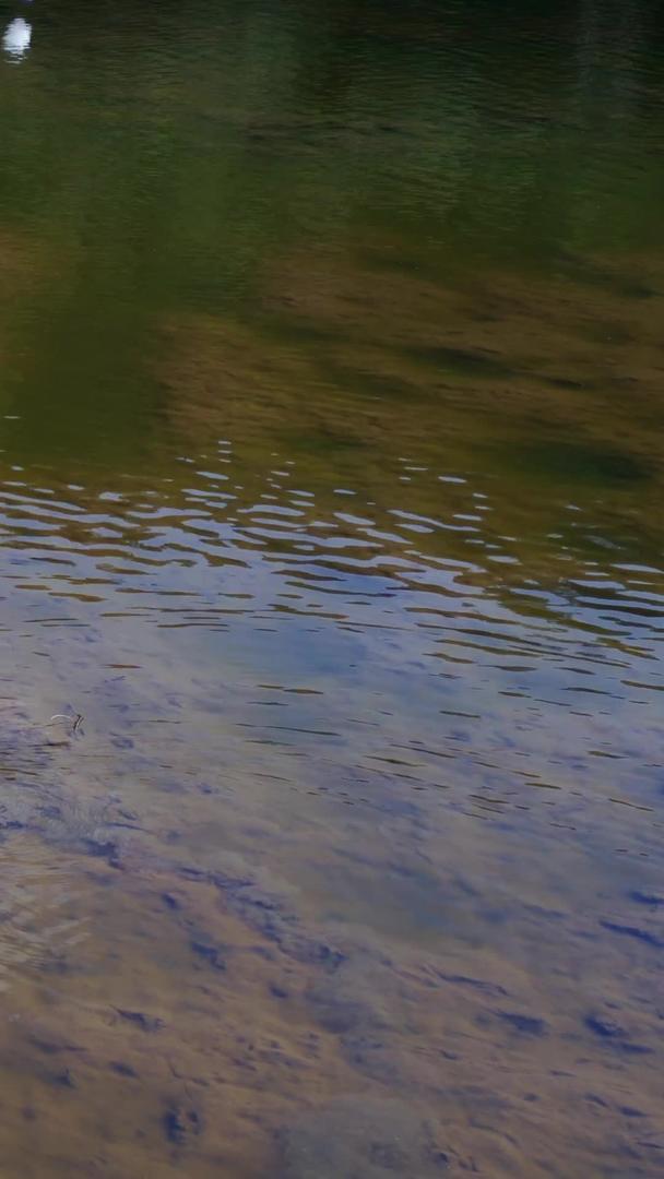 在深圳自然生态湖上拍摄白鹭视频的预览图