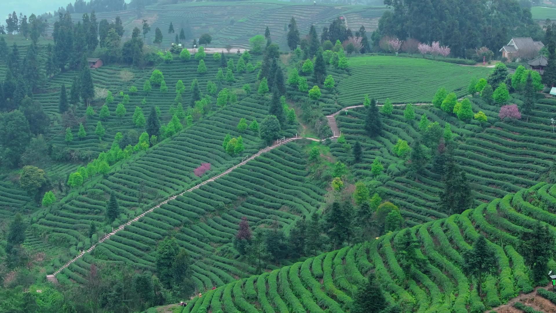 雅安蒙顶山万亩茶园4K航拍自然风光视频素材视频的预览图