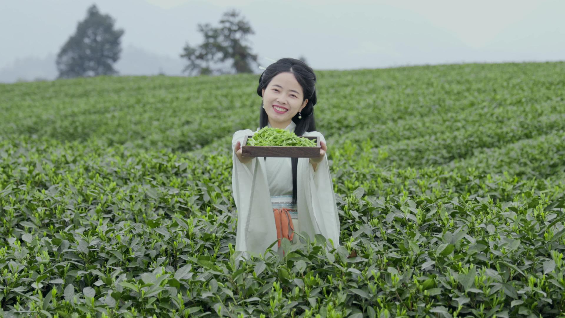 4K实拍宣传片广告镜头汉服女孩在茶园采茶视频素材视频的预览图