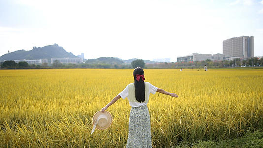 稻田里的4K少女视频的预览图