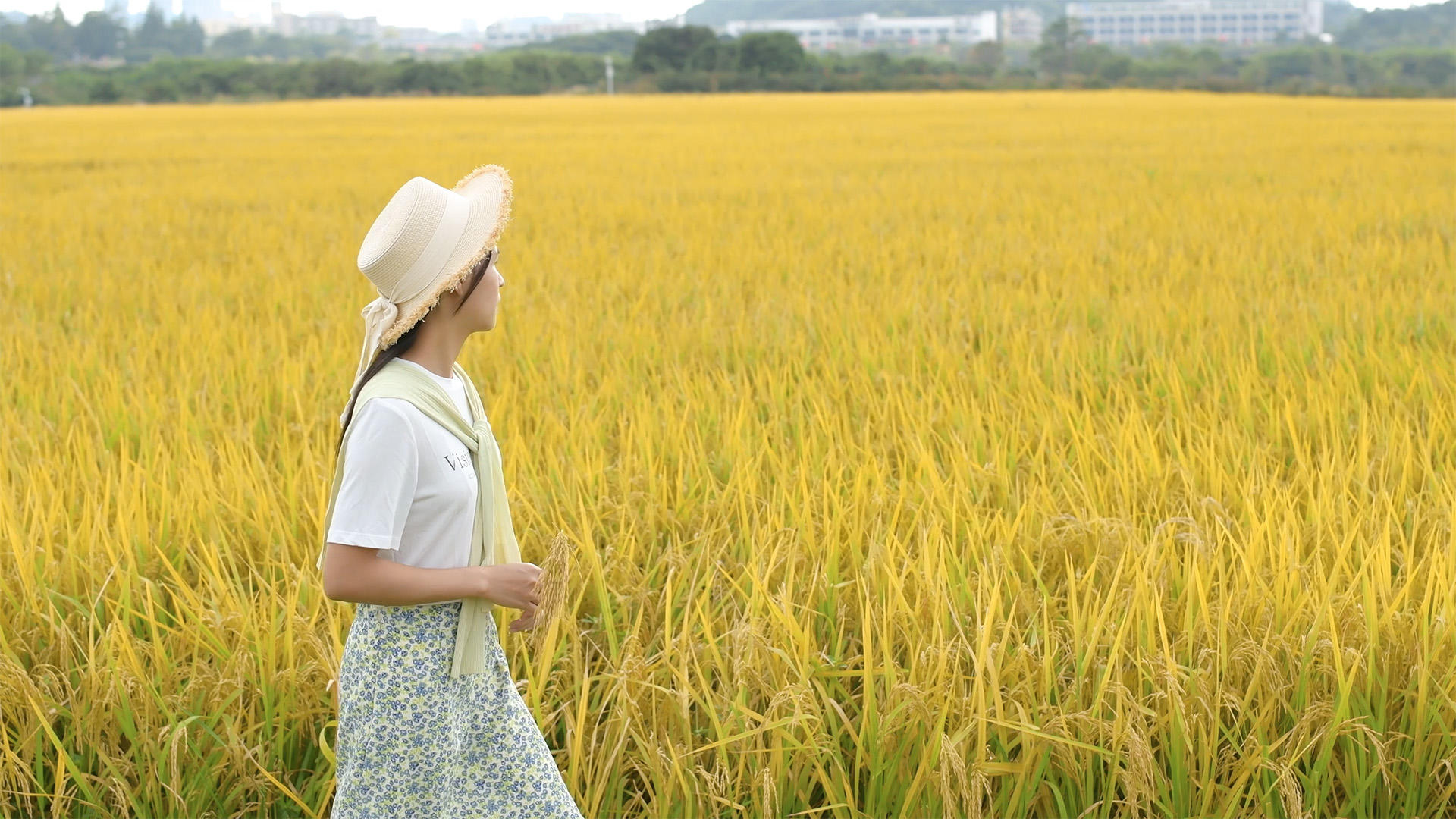 稻田里的4K少女视频的预览图