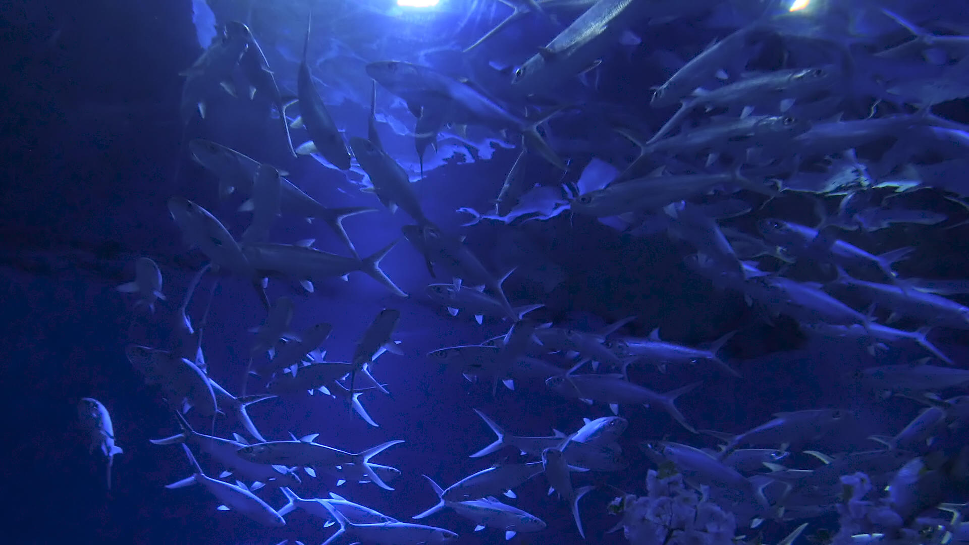 海底鲨鱼视频的预览图