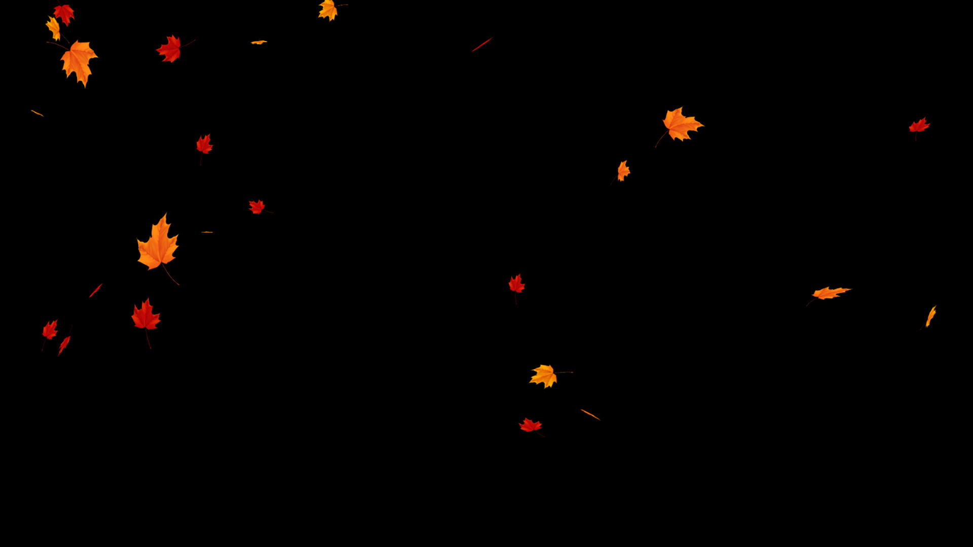 枫叶飘落带通道视频的预览图