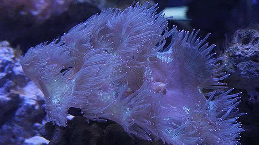 4k海底珊瑚视频的预览图