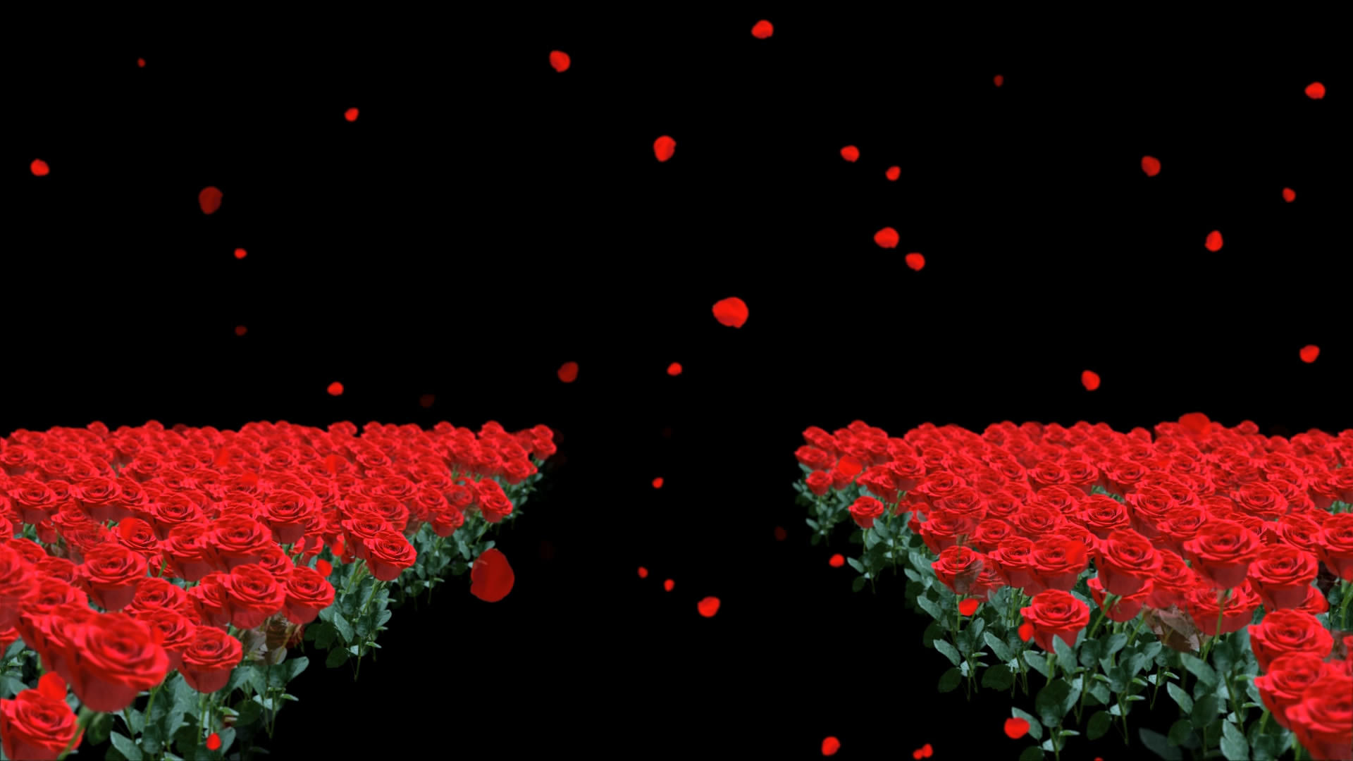 透明通道玫瑰花走廊素材视频的预览图
