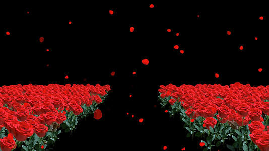 透明通道玫瑰花走廊素材视频的预览图