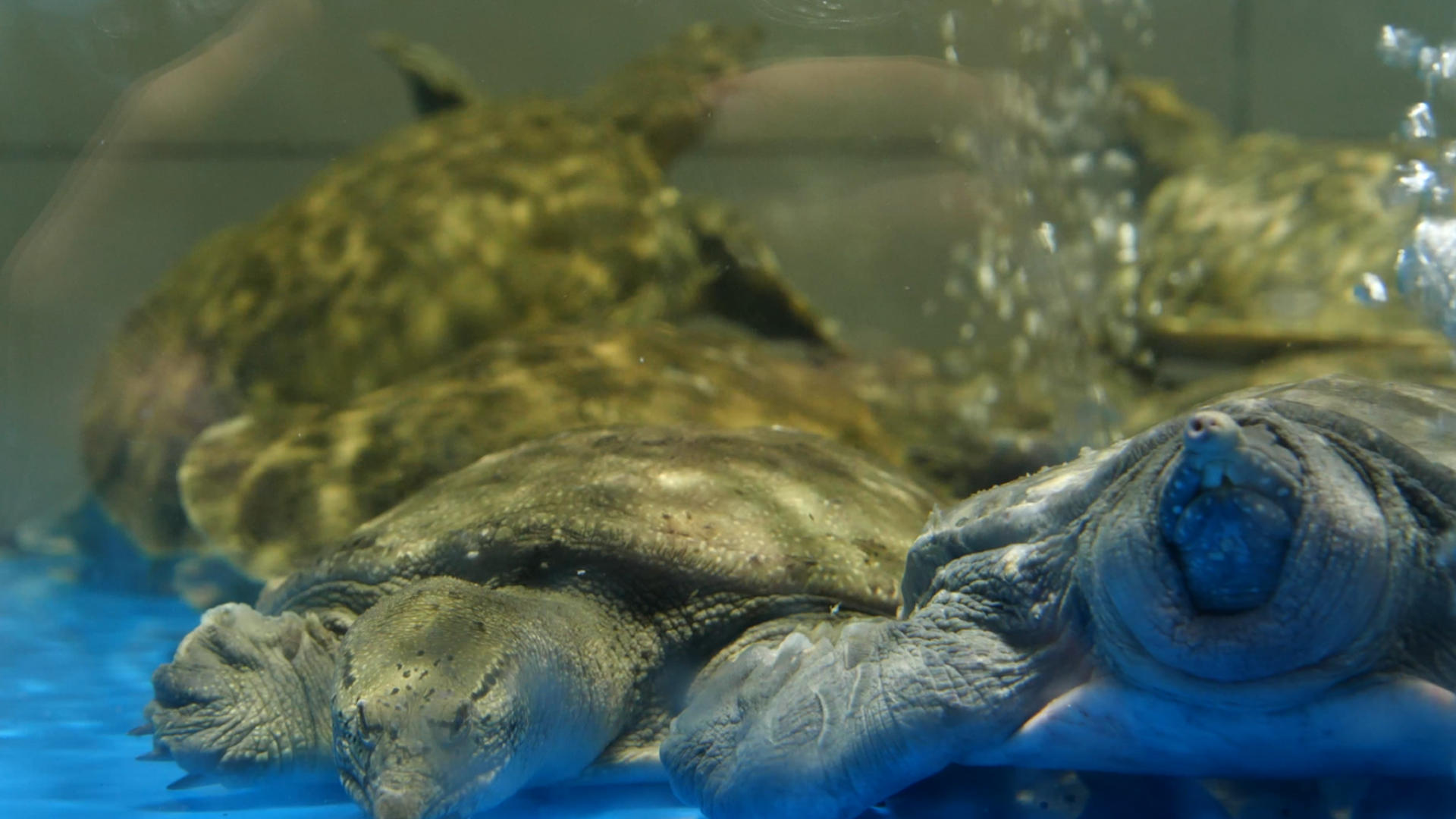 4K甲鱼水产王八老鳖生鲜食材视频的预览图