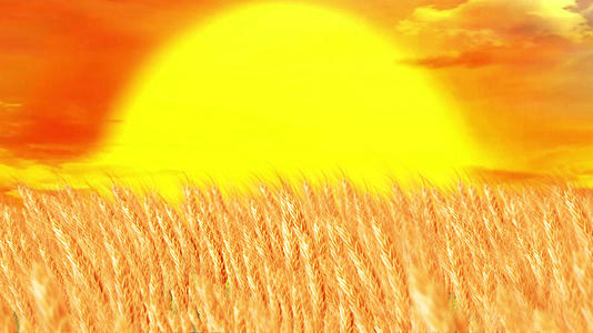 夕阳下的麦穗穿梭视频的预览图