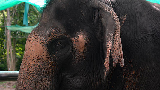 泰国大象亚洲象进食合集4K视频的预览图