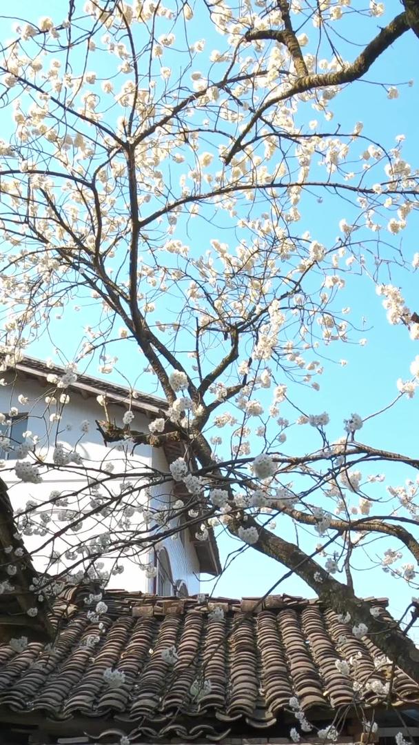 实拍农村春季樱花树视频素材视频的预览图
