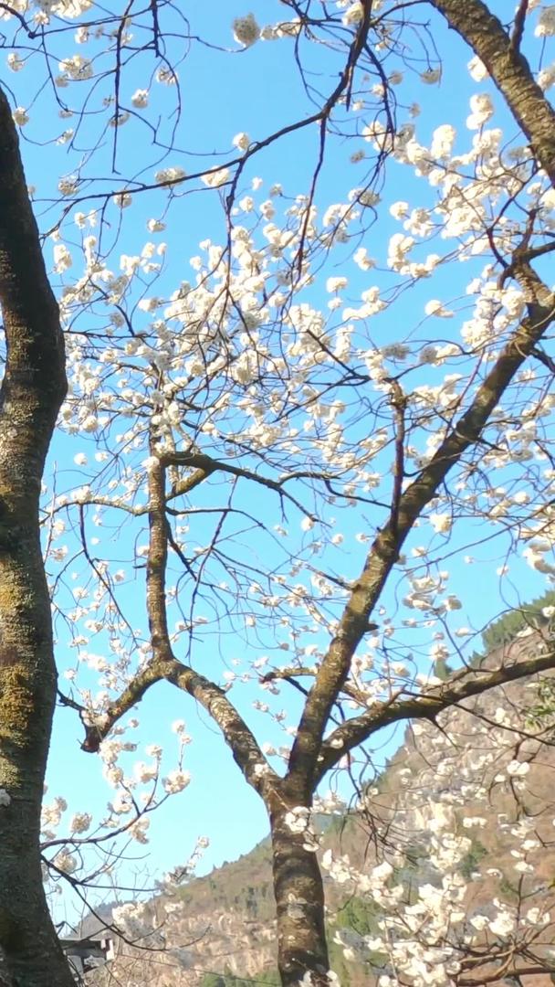 实拍农村春季樱花树视频素材视频的预览图