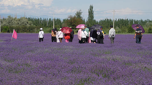 新疆伊犁旅游薰衣草紫色花海中的游客4k素材视频的预览图
