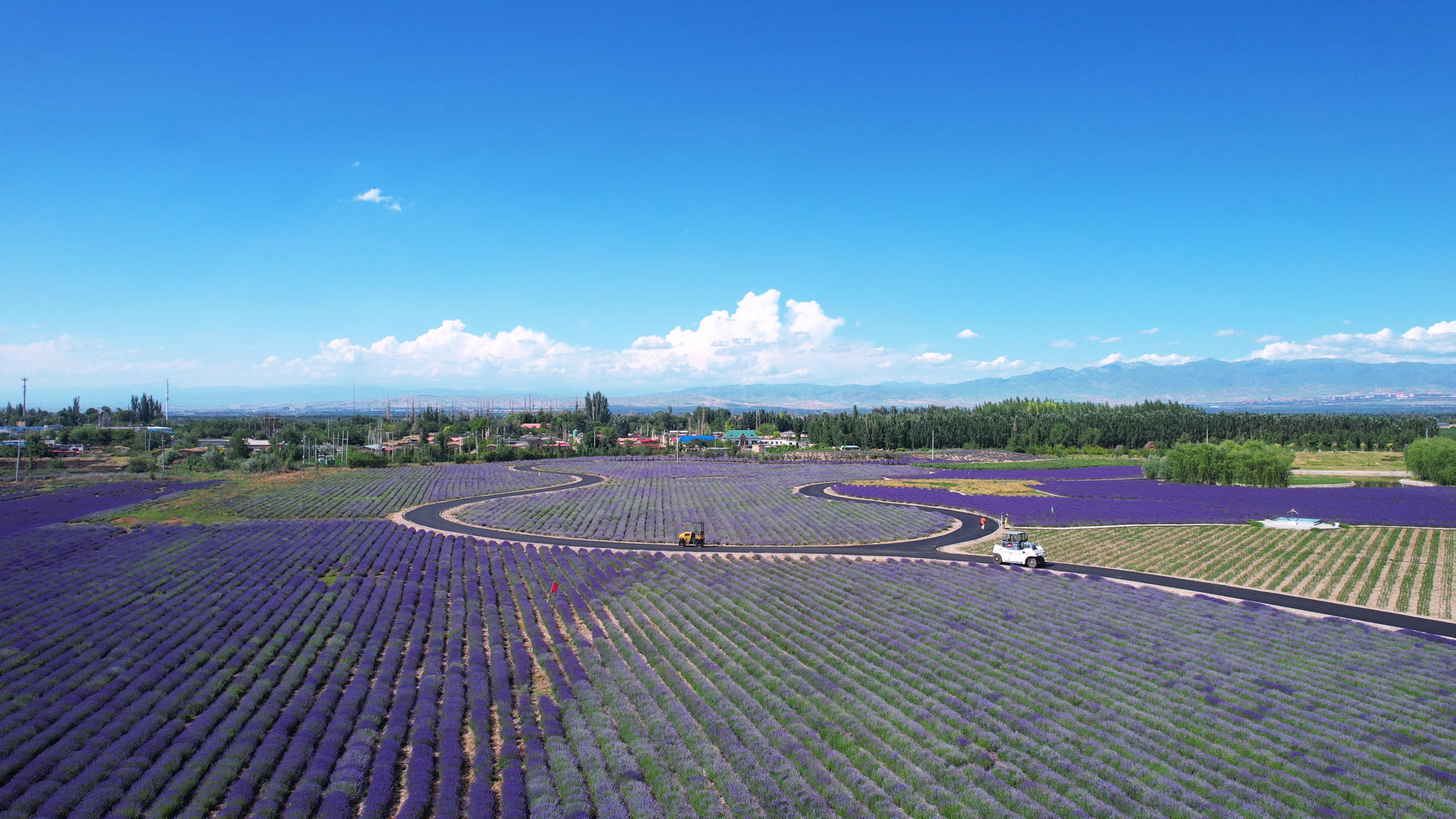航拍新疆伊犁薰衣草庄园紫色花海自然风景4k素材视频的预览图