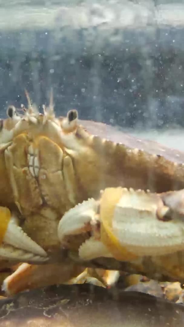 海鲜水产品高清青蟹蟹视频的预览图
