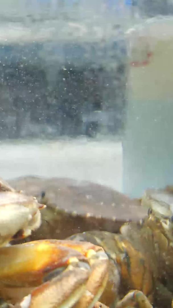 海鲜水产品高清青蟹蟹视频的预览图