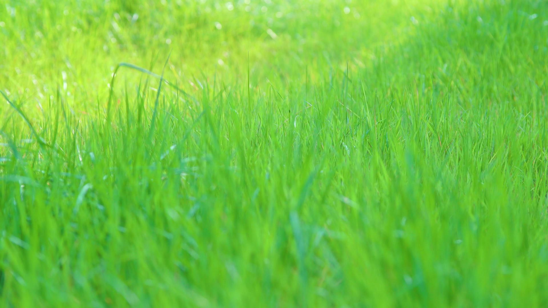 阳光下绿色草地视频的预览图
