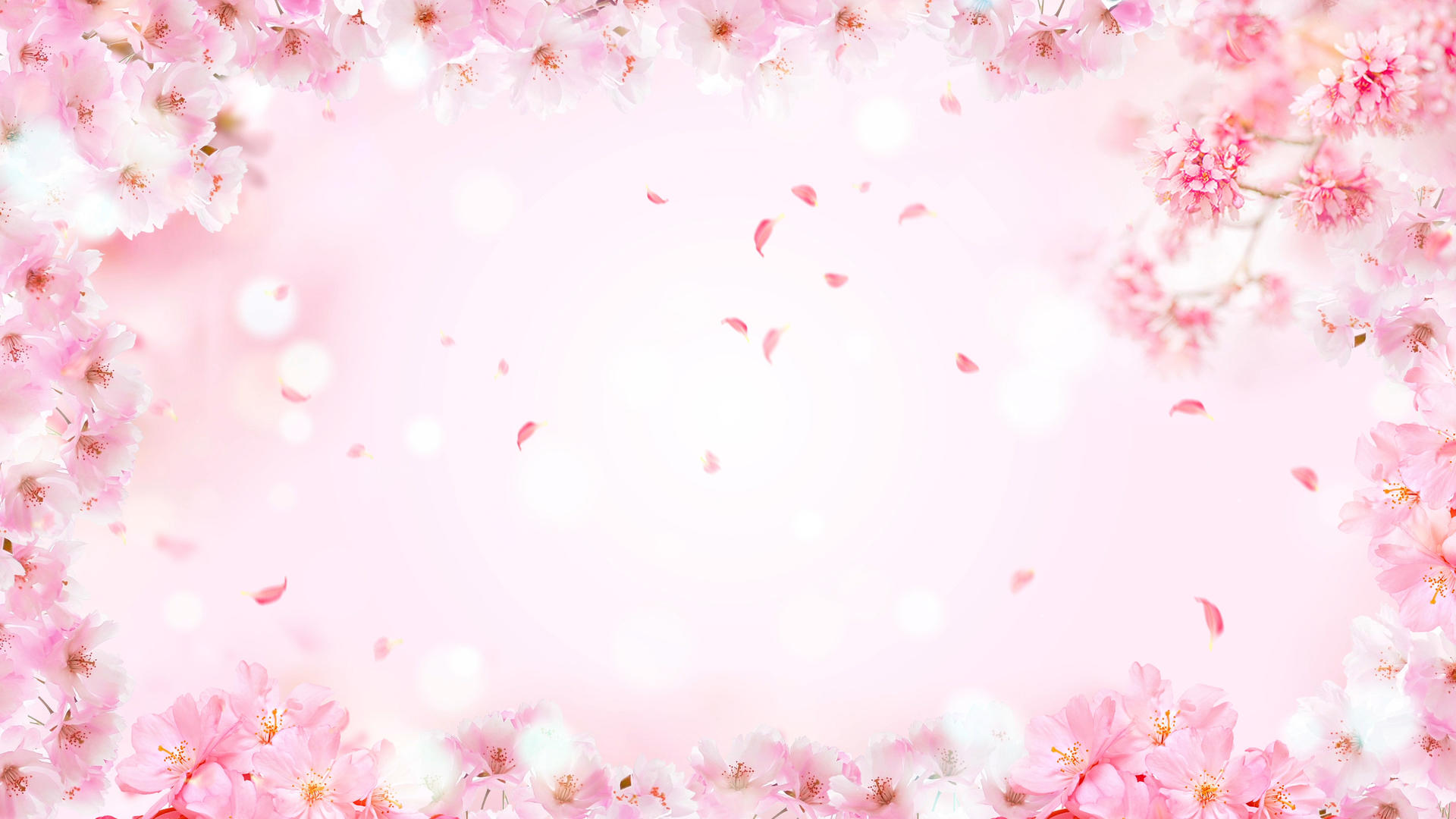 粉红色唯美花团花瓣飘舞春分背景视频的预览图
