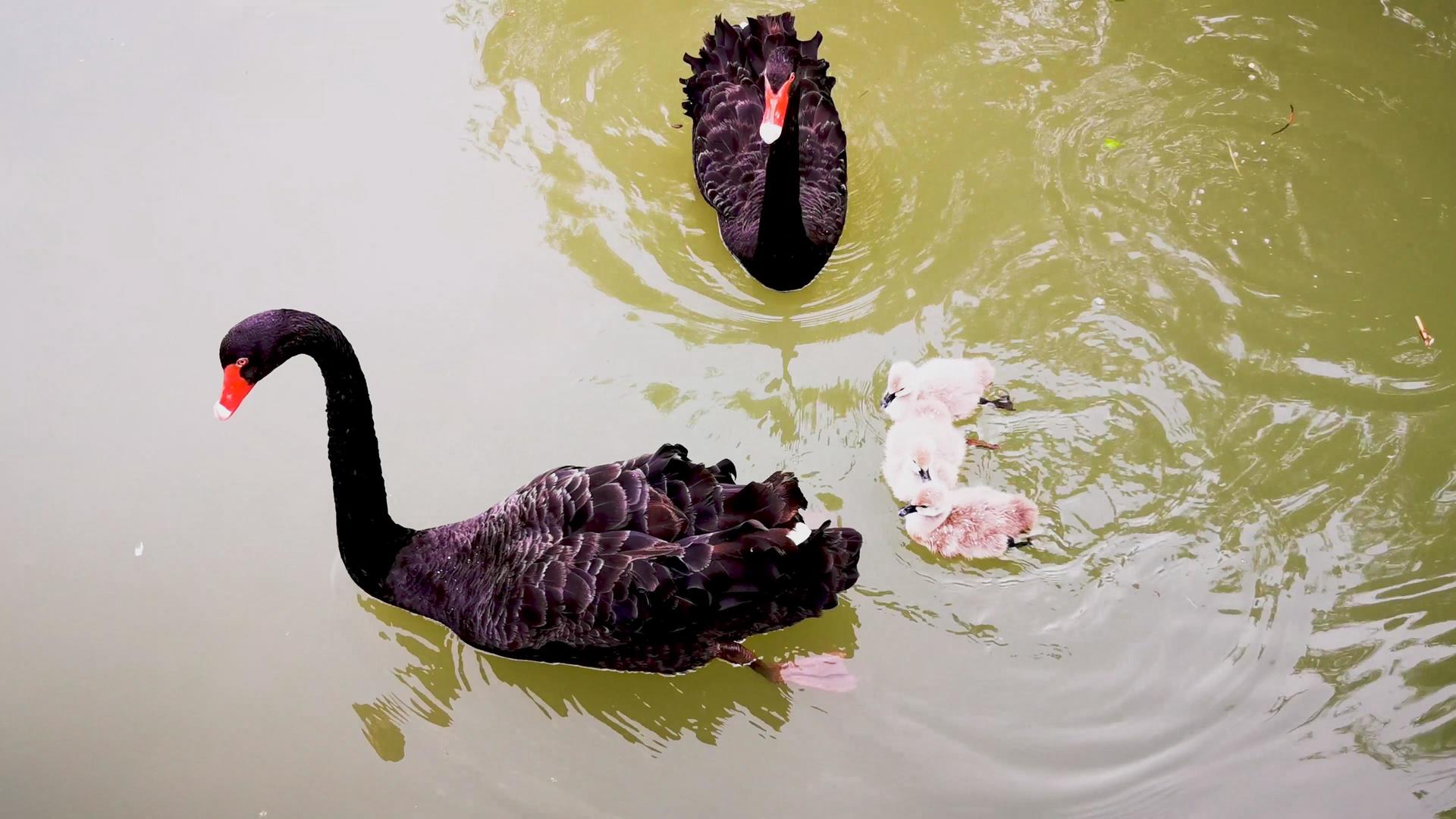 黑天鹅和天鹅幼崽欢快戏水合集视频的预览图
