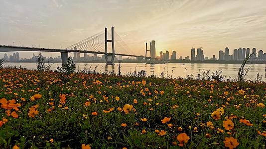 鲜花丛中看武汉长江二桥日落延时视频的预览图