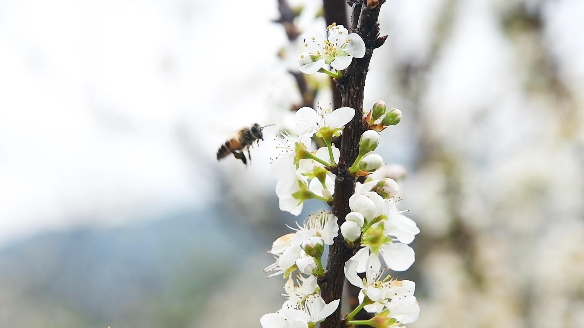 1080升蜜蜂在桃花中采蜜视频的预览图