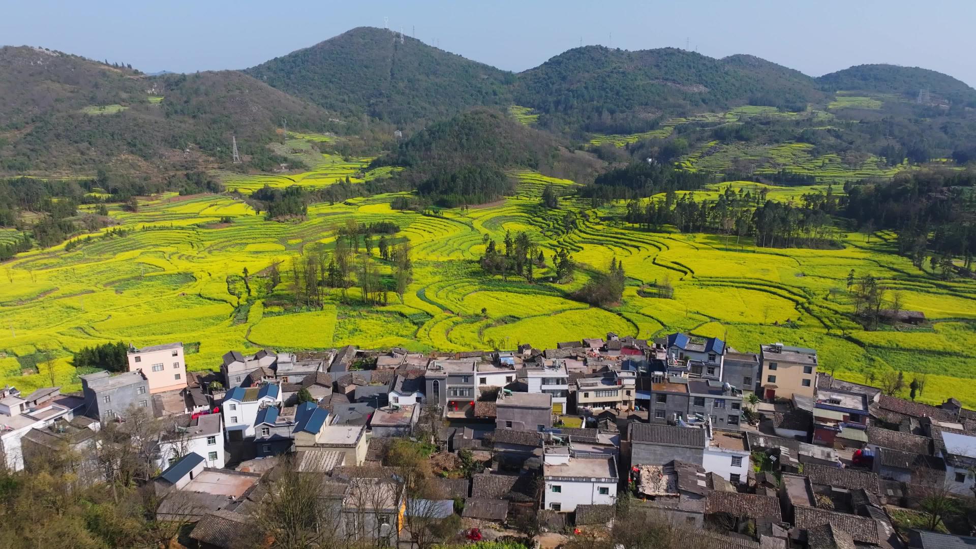 罗平螺丝田村4k航拍油菜花风景视频的预览图