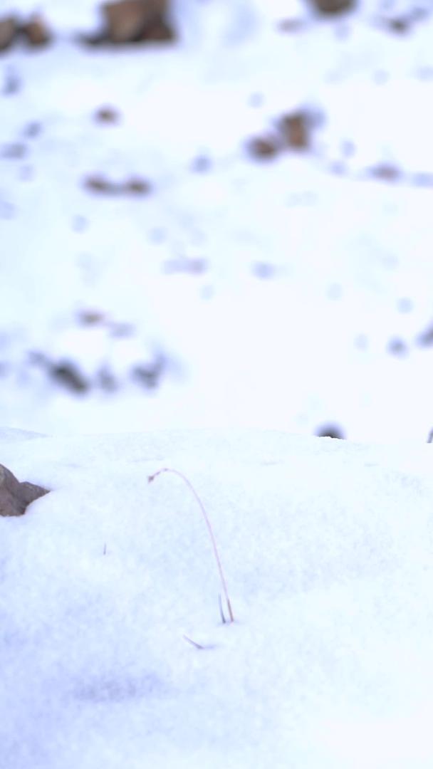 可爱的小鸟玩白雪白雪视频的预览图