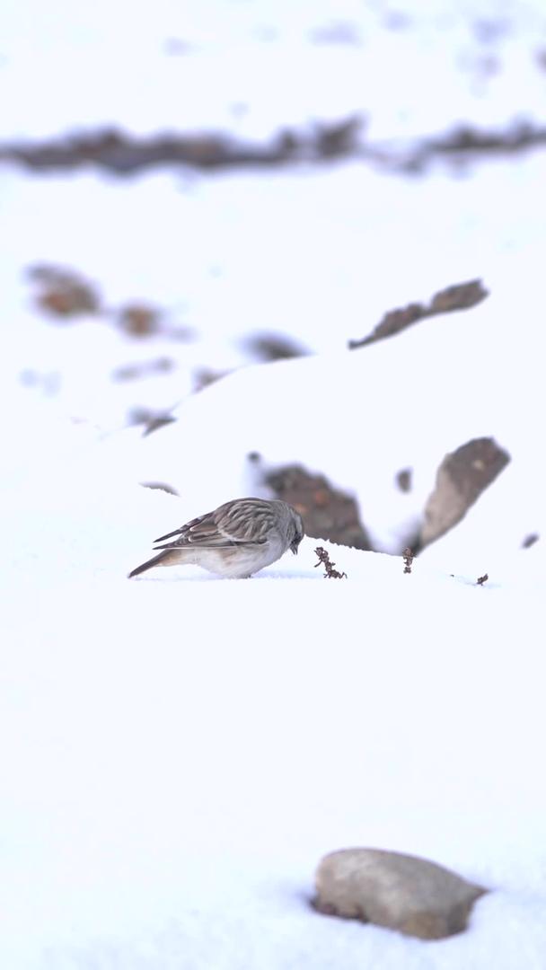 可爱的小鸟玩白雪白雪视频的预览图