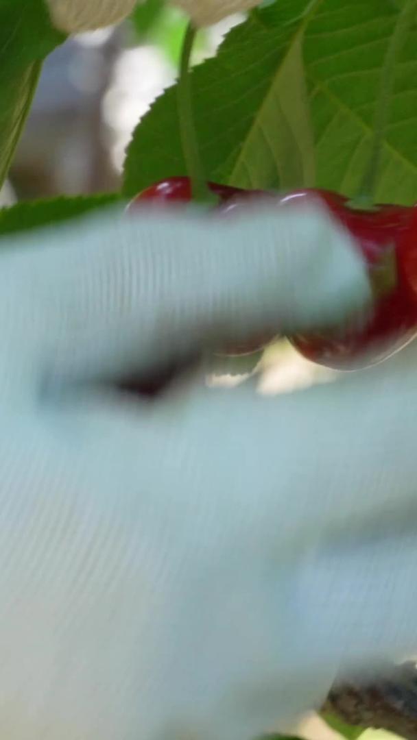 果农采摘大樱桃实拍合集视频的预览图